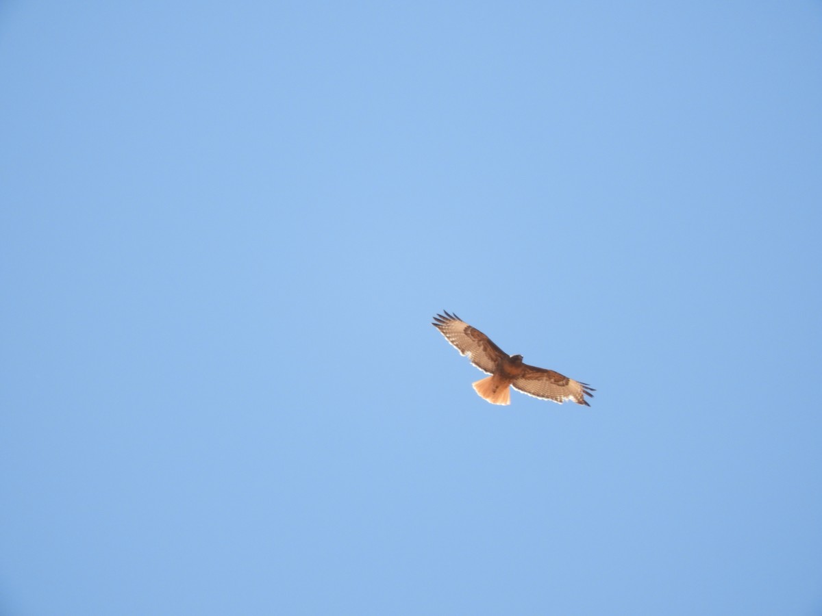 Red-tailed Hawk - ML619522545
