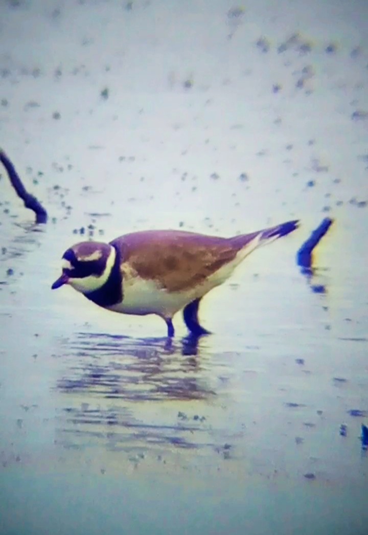 Common Ringed Plover - ML619522613