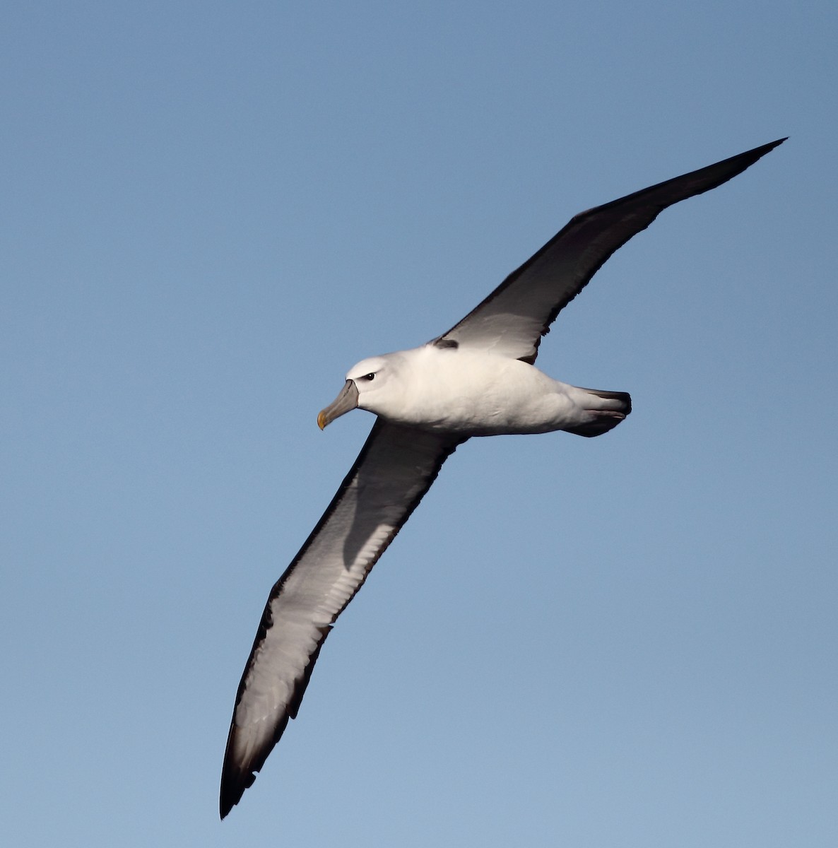 White-capped Albatross - ML619522647