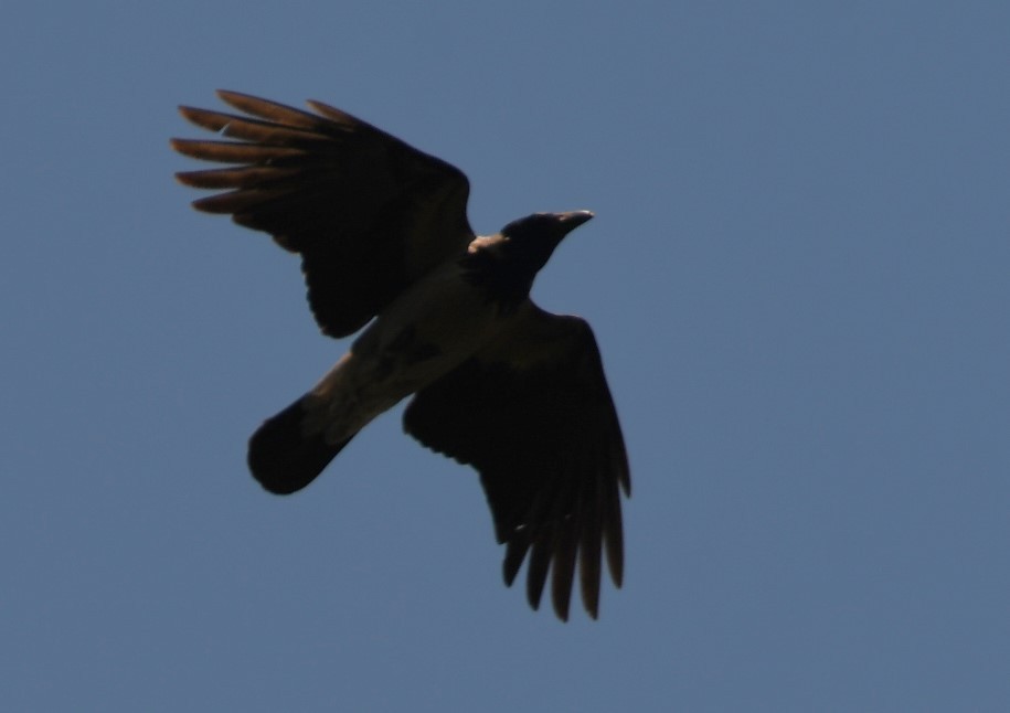 Hooded Crow - ML619522652