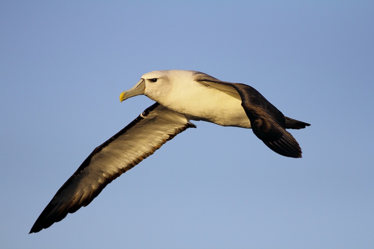 White-capped Albatross - ML619522655