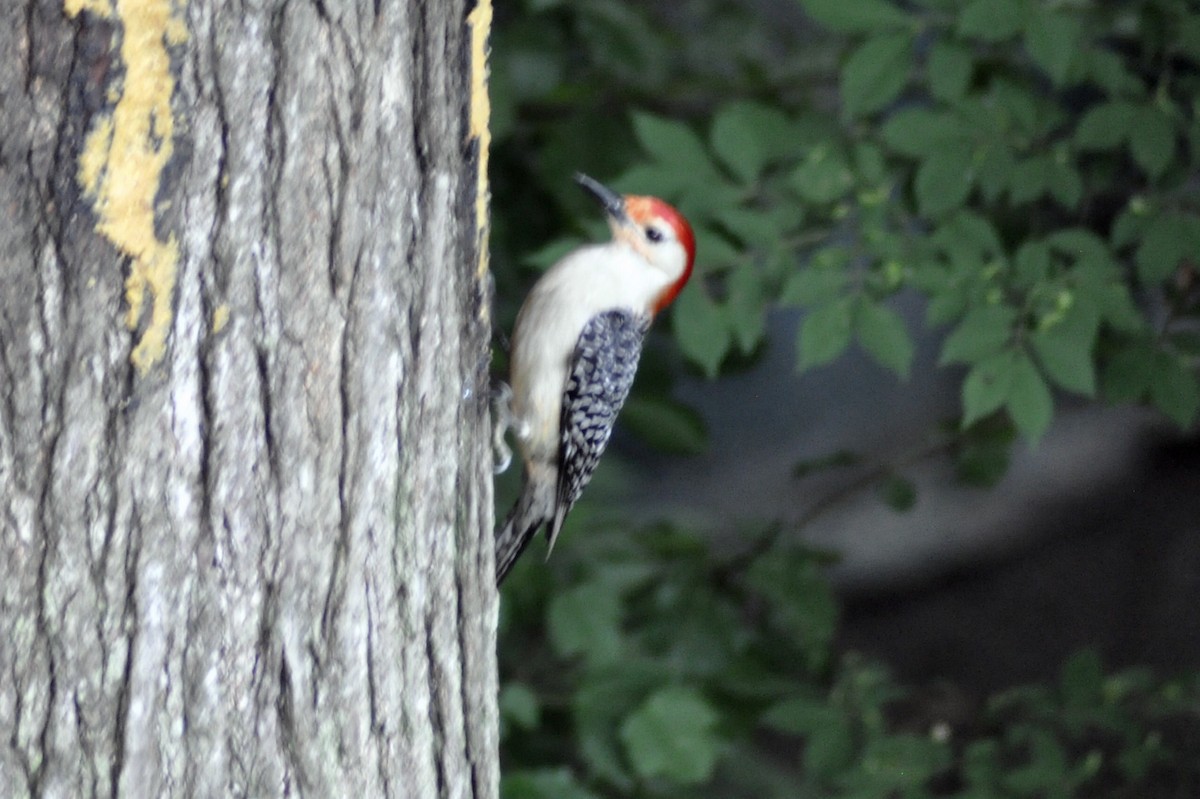 Red-bellied Woodpecker - ML619522680