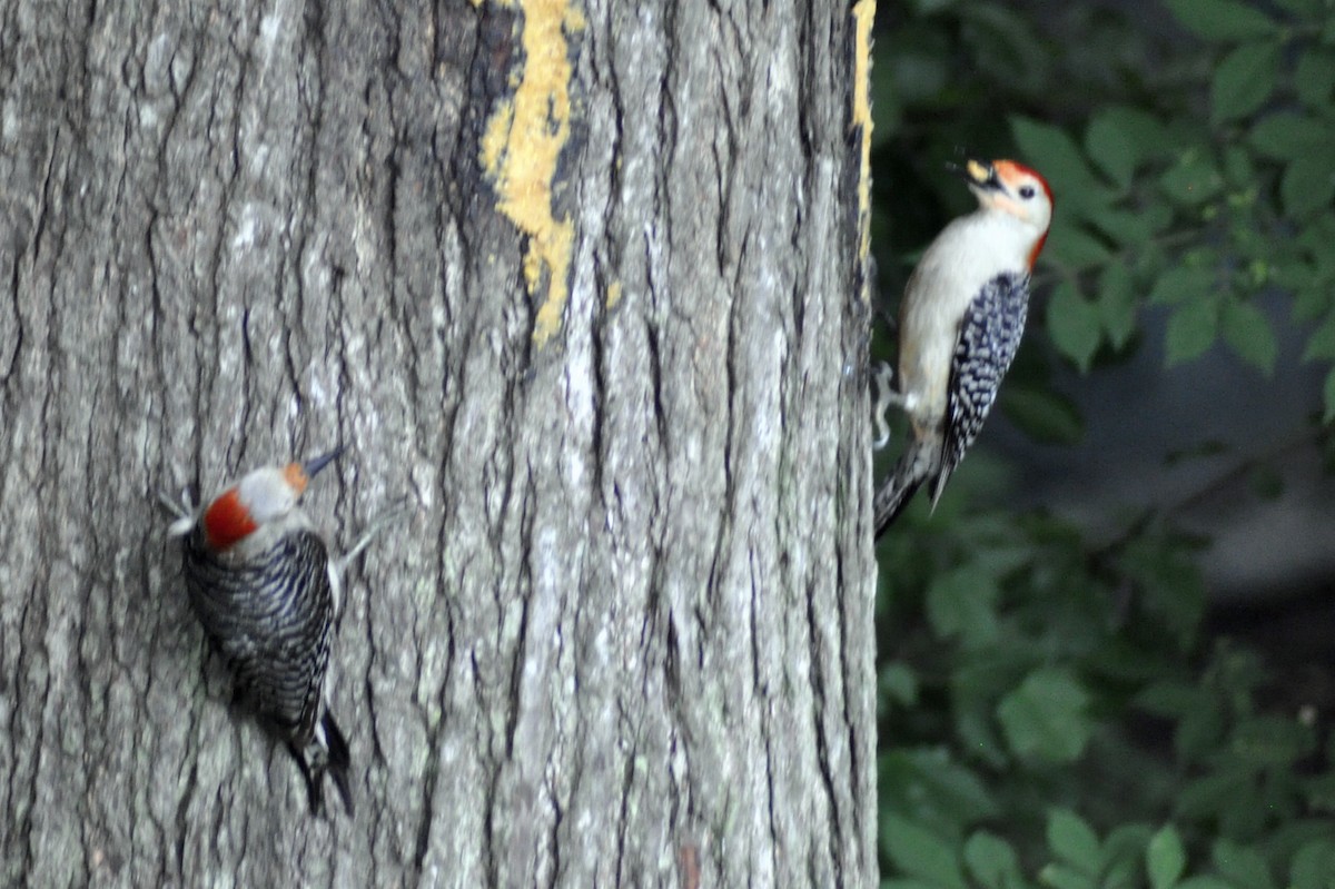 Red-bellied Woodpecker - ML619522683