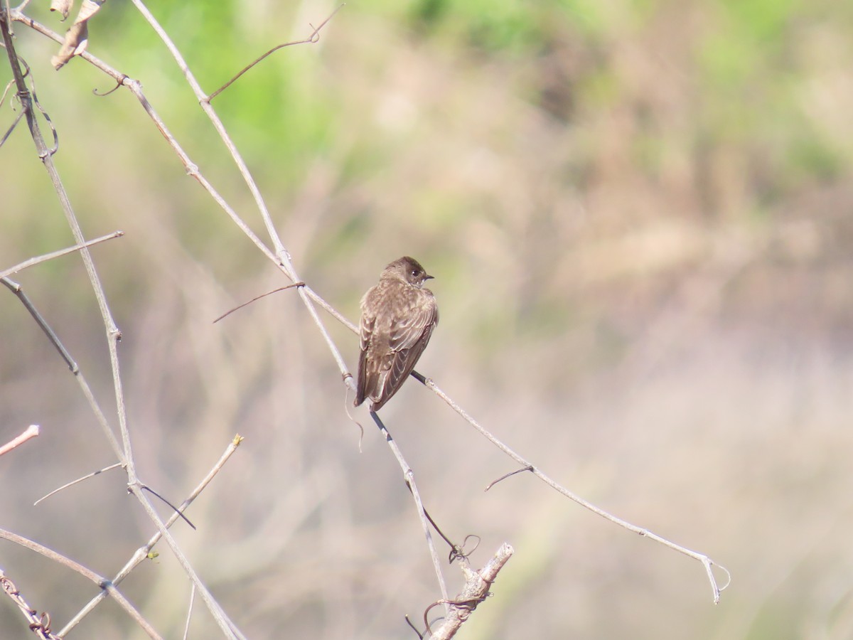Northern Rough-winged Swallow - ML619522688