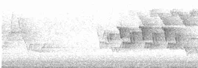 Черногорлая хвойница - ML619522697