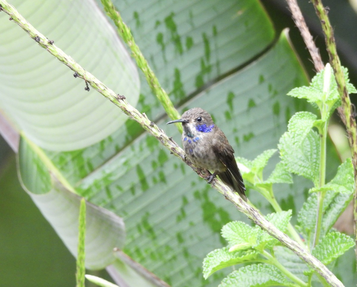 kolibřík fialovohlavý - ML619522774