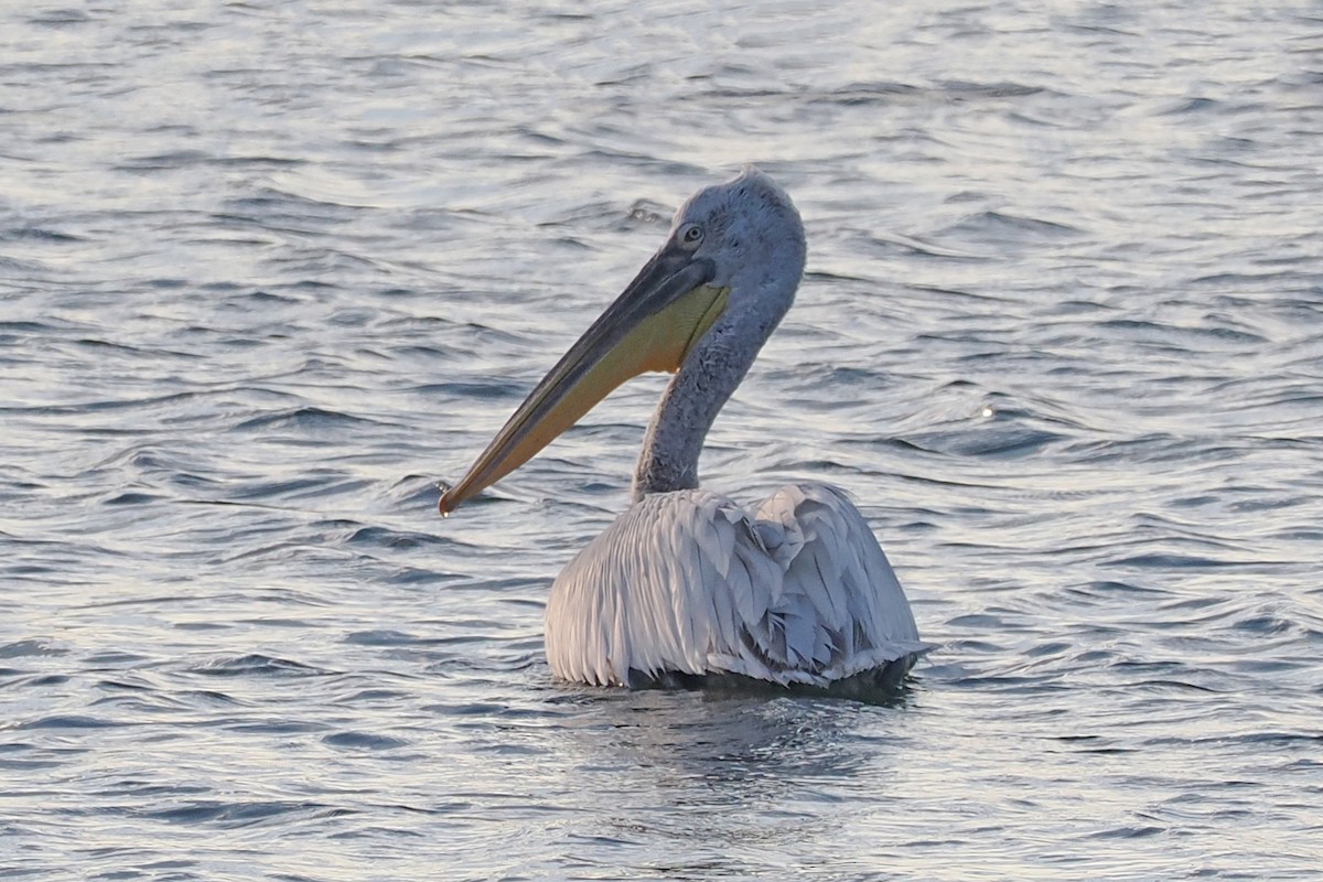 pelikán kadeřavý - ML619522780