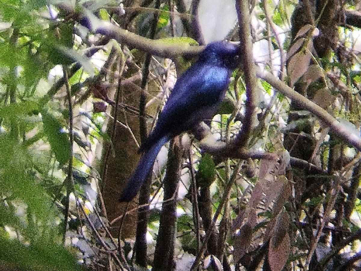 Lesser Racket-tailed Drongo - ML619522819