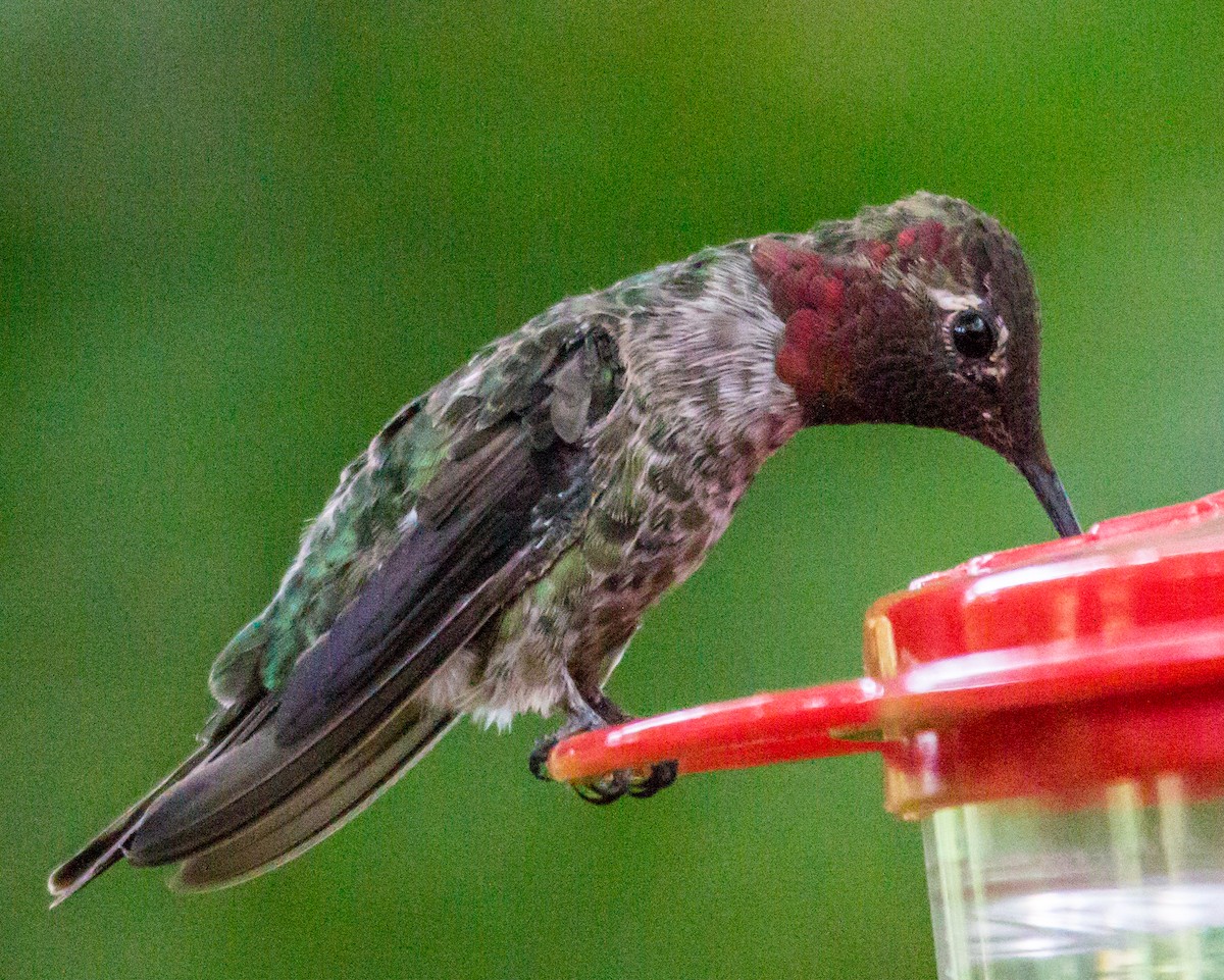 Anna's Hummingbird - ML619522825