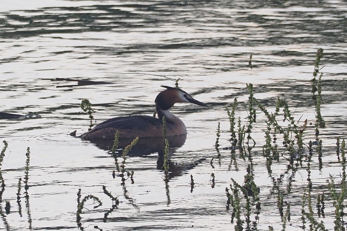 Great Crested Grebe - ML619522844