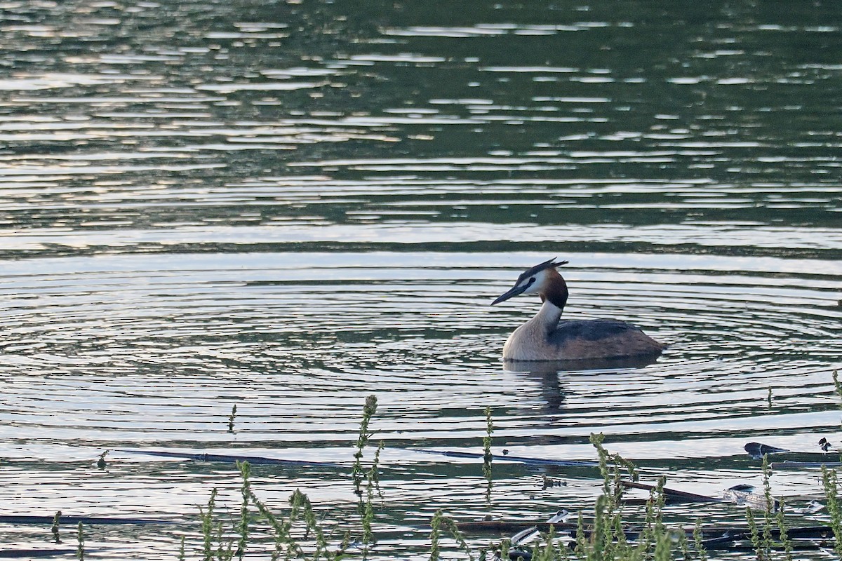 Great Crested Grebe - ML619522845