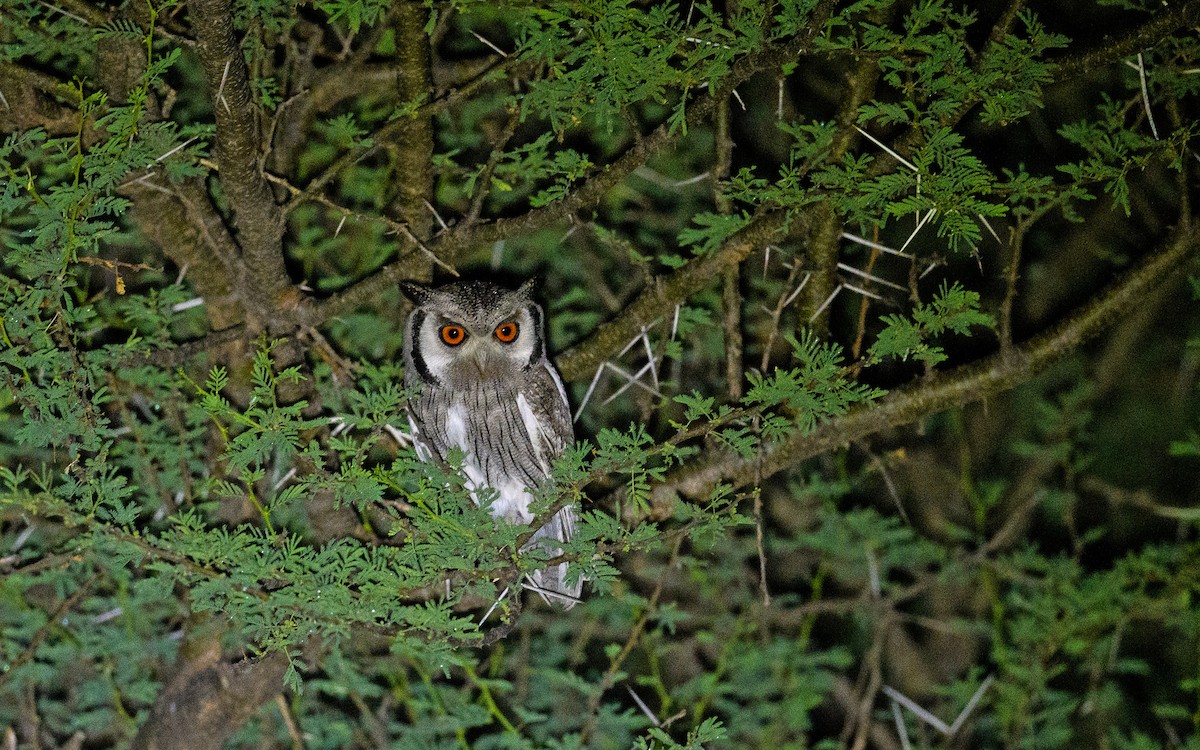 Southern White-faced Owl - ML619522864