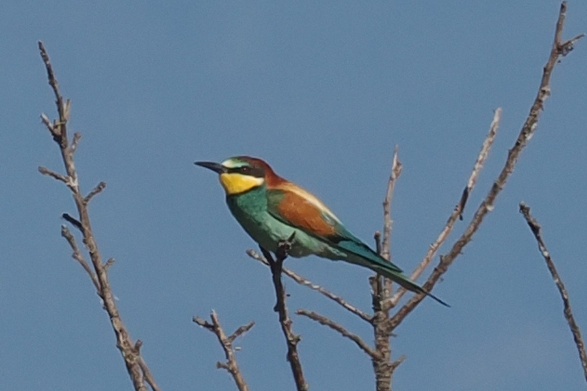European Bee-eater - ML619522894