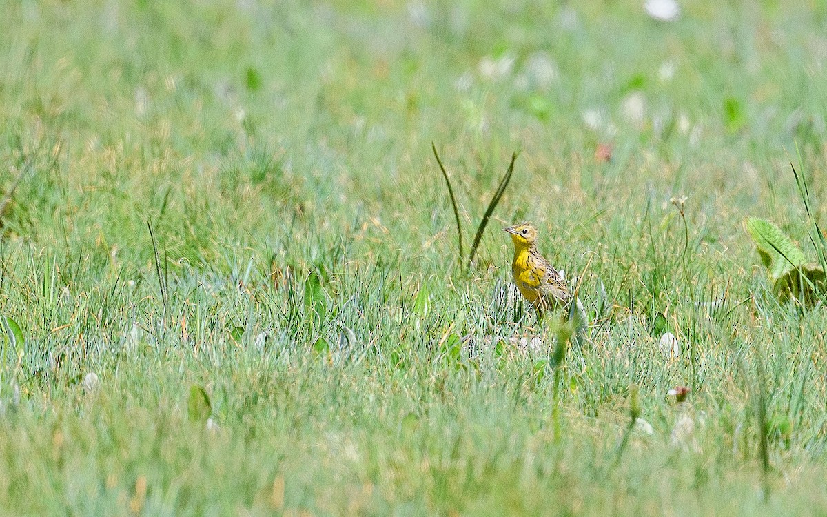 Yellow-breasted Pipit - ML619522976