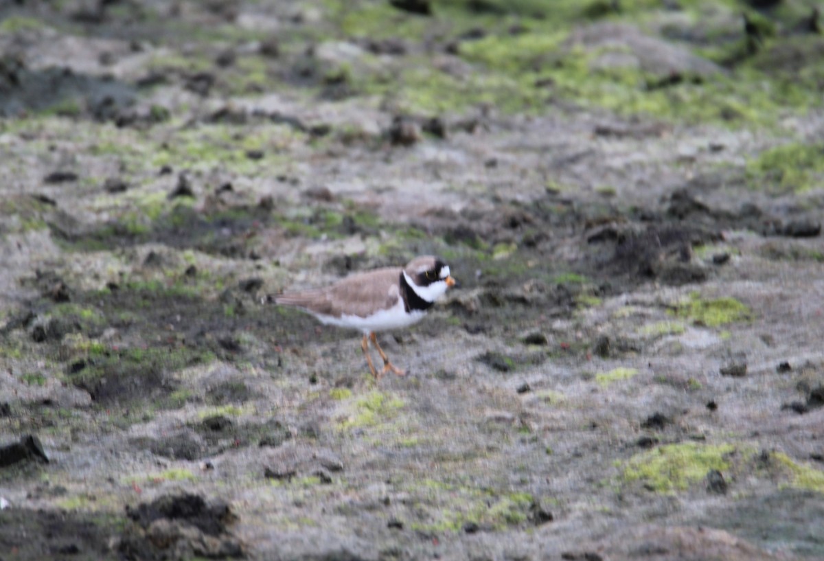 Semipalmated Plover - ML619523011
