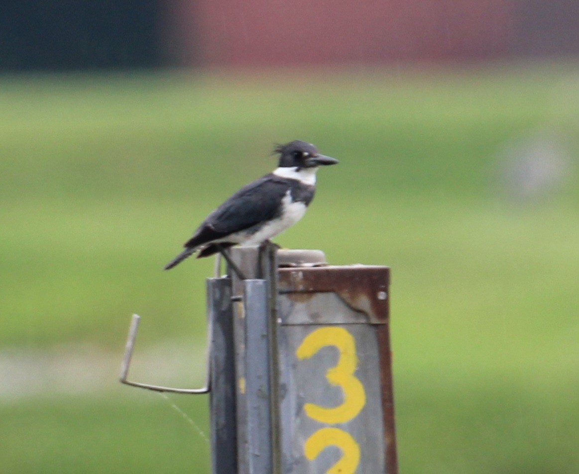 Belted Kingfisher - ML619523057
