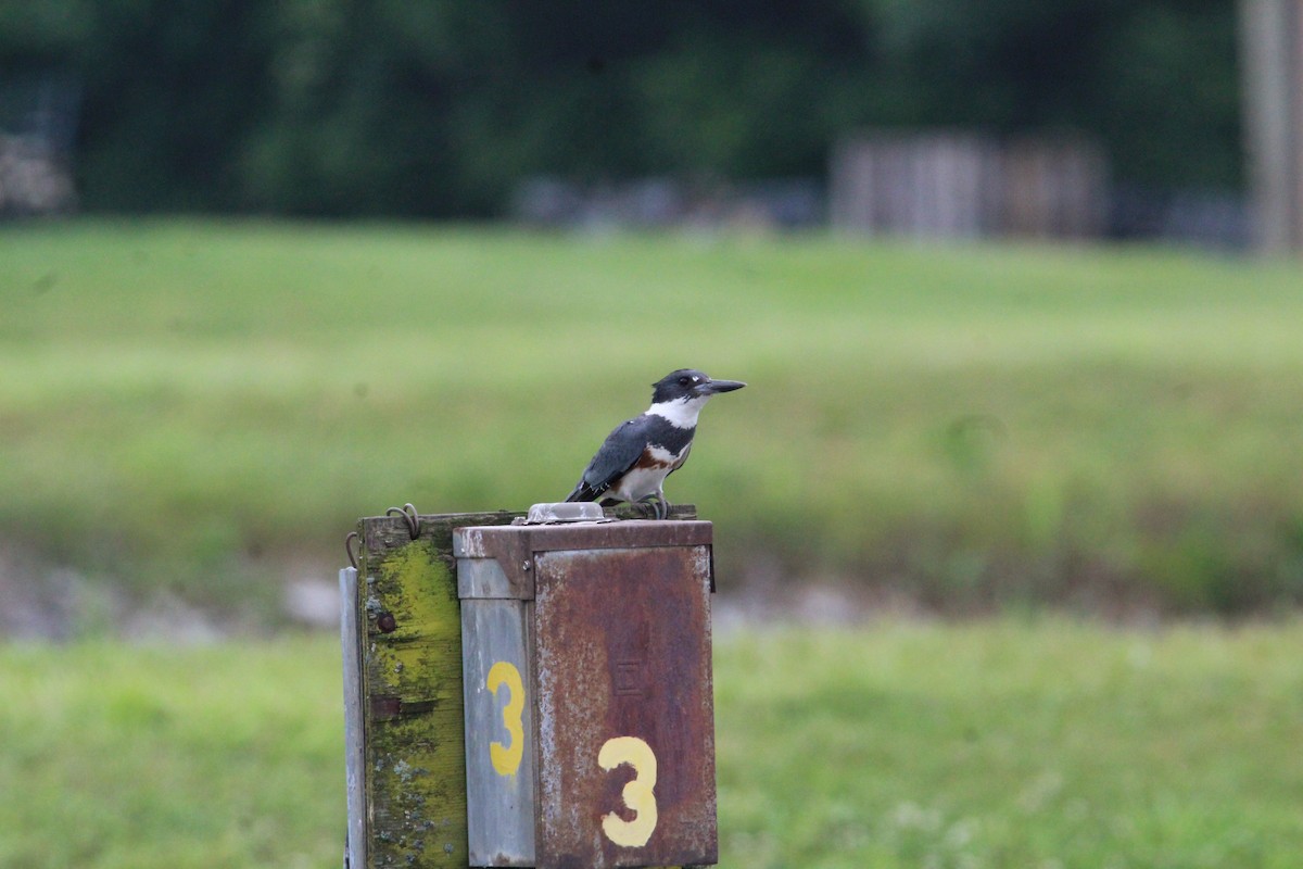 Belted Kingfisher - ML619523058