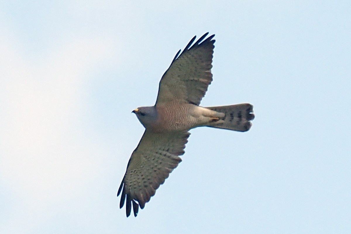 Levant Sparrowhawk - ML619523068