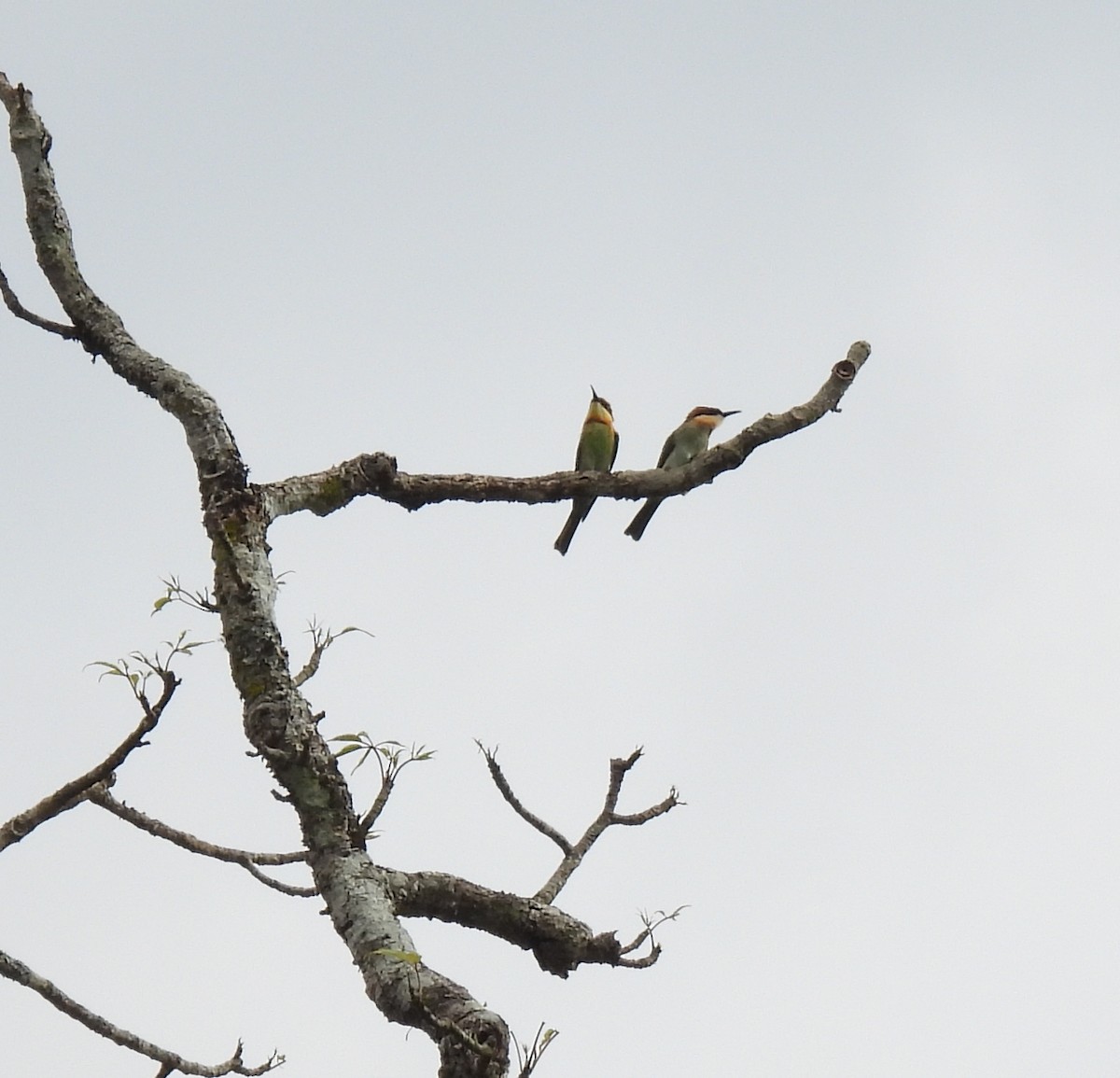 Chestnut-headed Bee-eater - ML619523087