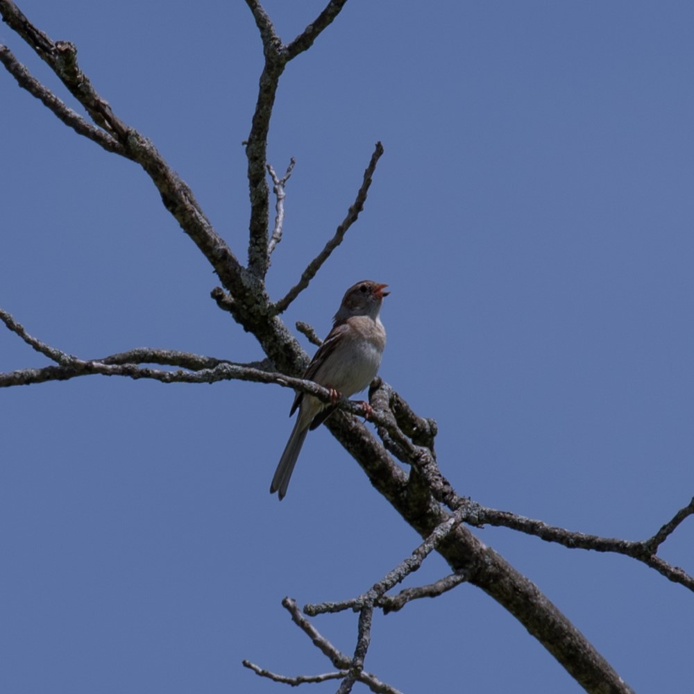 Field Sparrow - ML619523094