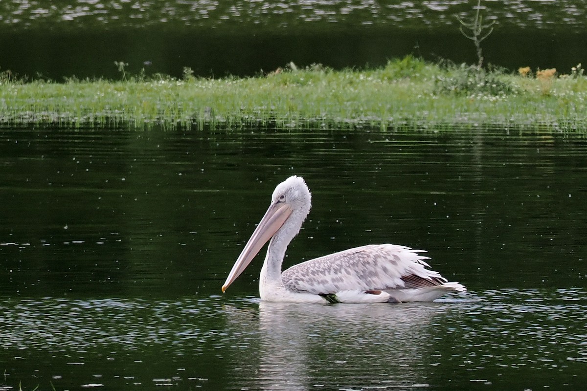 pelikán kadeřavý - ML619523132