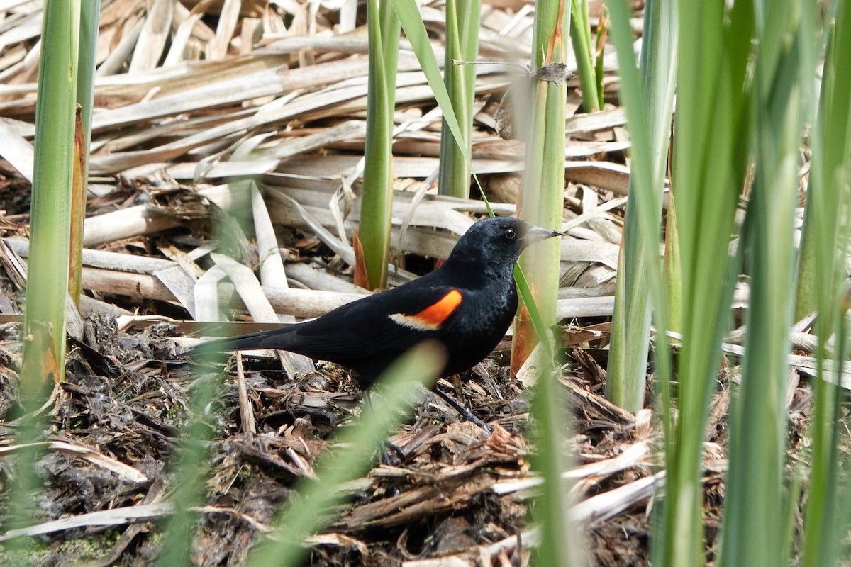 Red-winged Blackbird - ML619523210