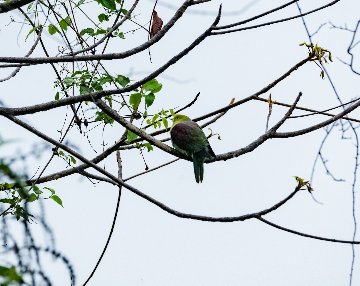 Wedge-tailed Green-Pigeon - ML619523228