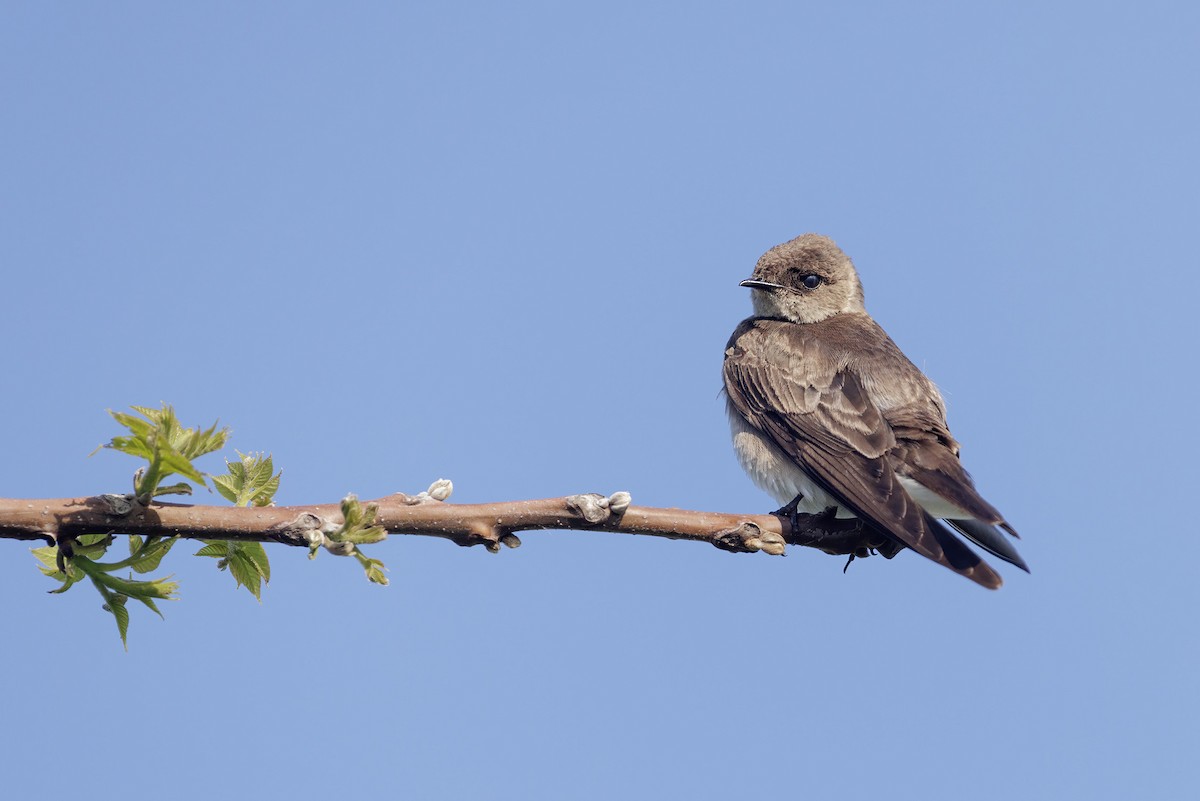 Northern Rough-winged Swallow - ML619523250