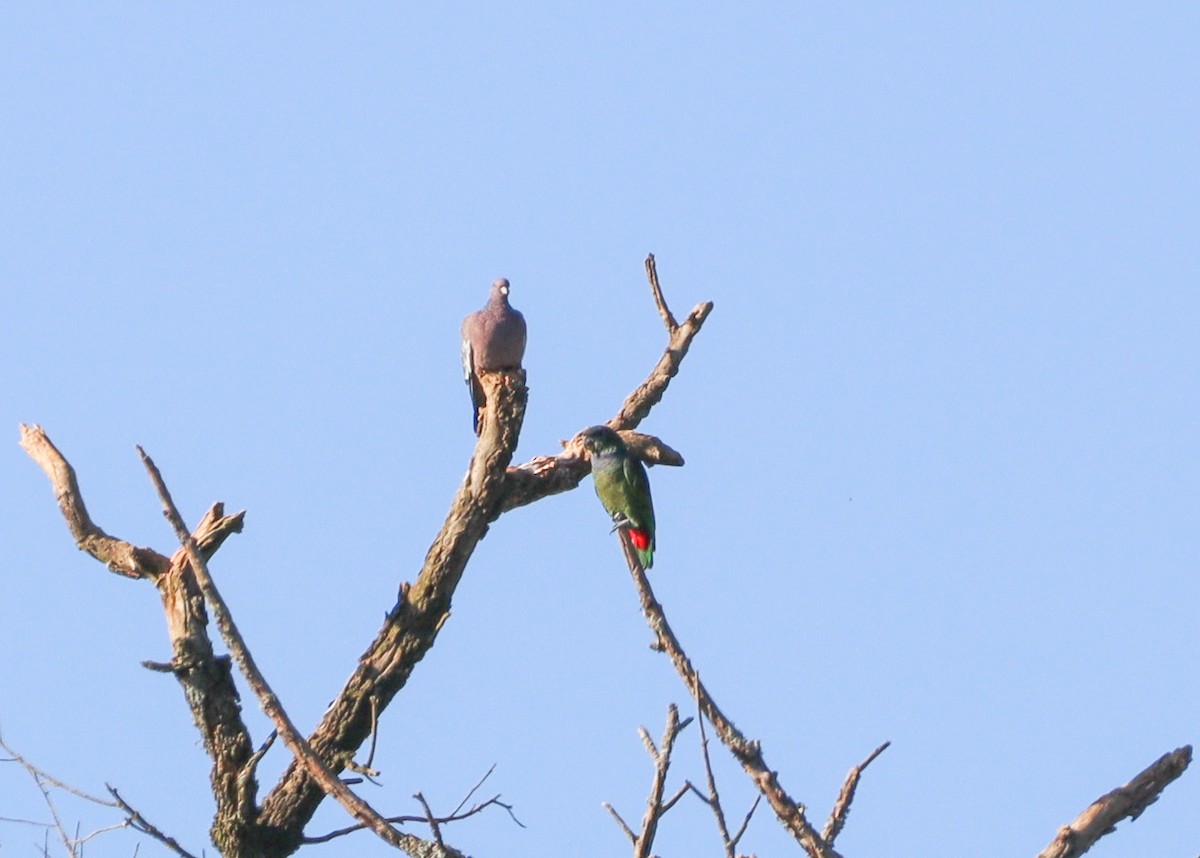 Папуга-червоногуз зеленощокий - ML619523273