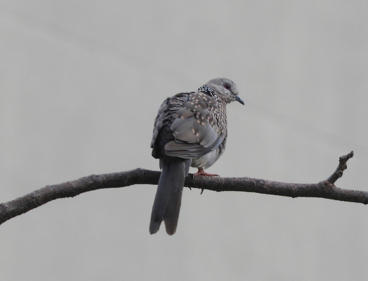 Spotted Dove - ML619523283