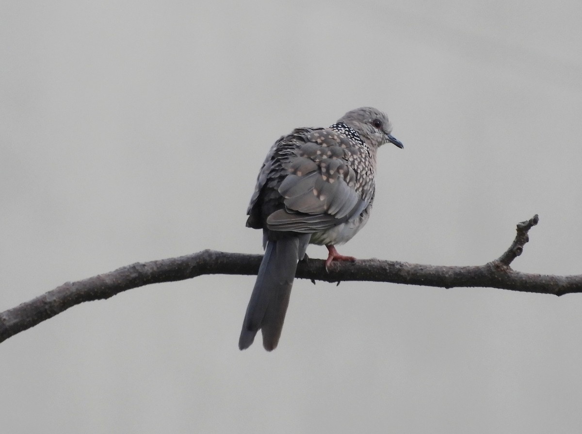Spotted Dove - ML619523284