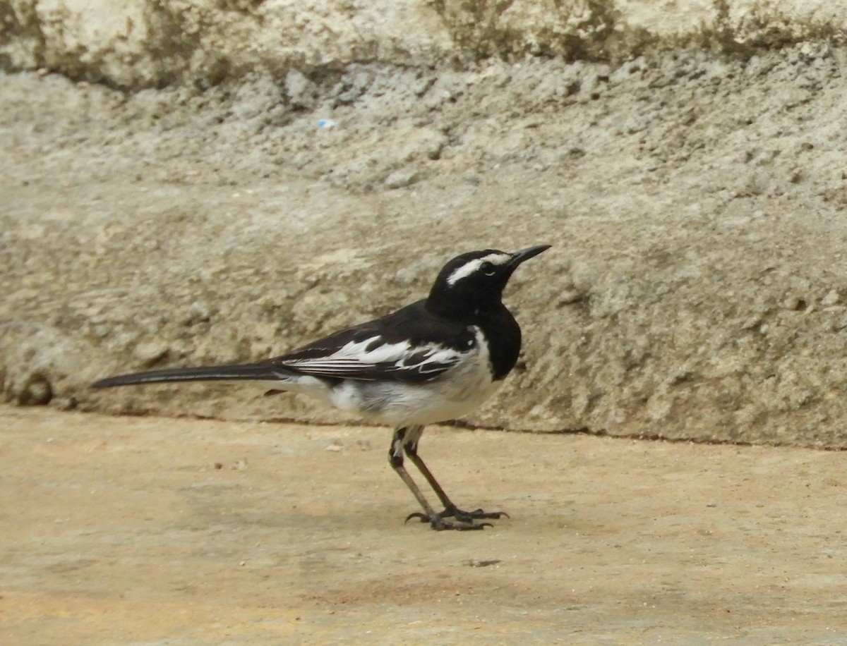 White-browed Wagtail - ML619523298
