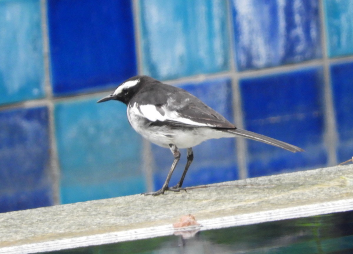 White-browed Wagtail - ML619523299