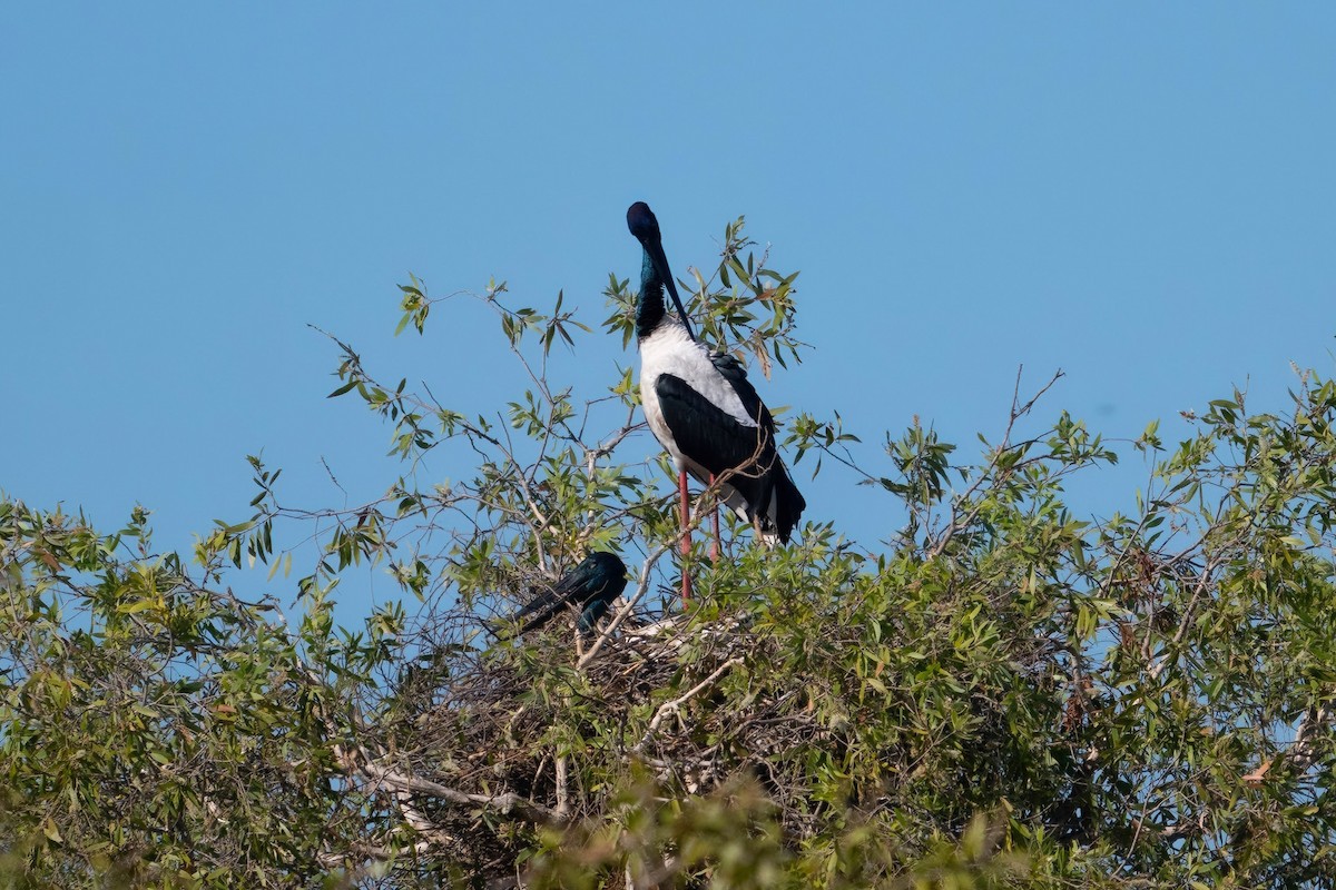 Black-necked Stork - ML619523311