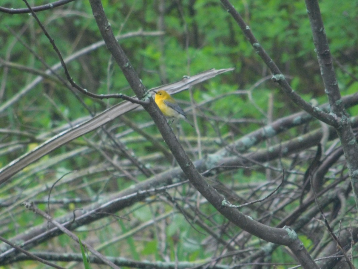 Prothonotary Warbler - ML619523322