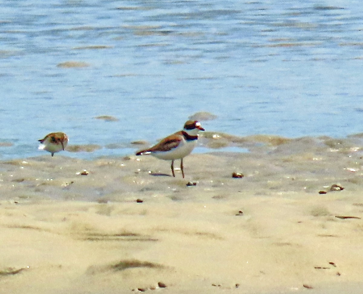 Semipalmated Plover - ML619523324