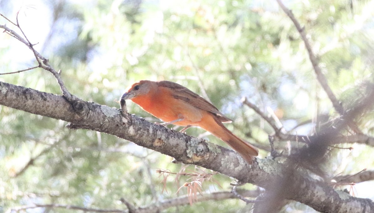 Hepatic Tanager (Northern) - ML619523348