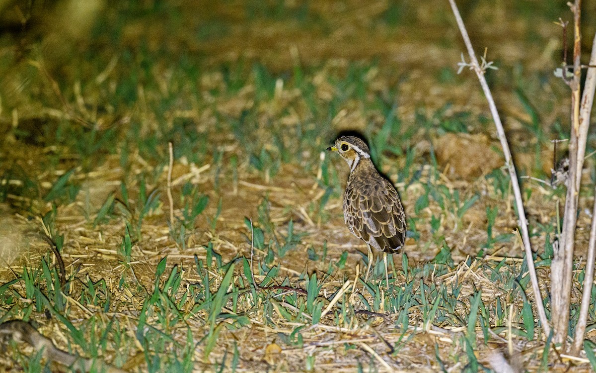 Three-banded Courser - ML619523427