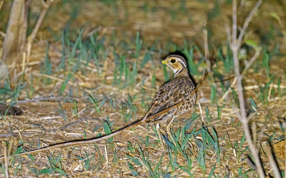 Three-banded Courser - ML619523428
