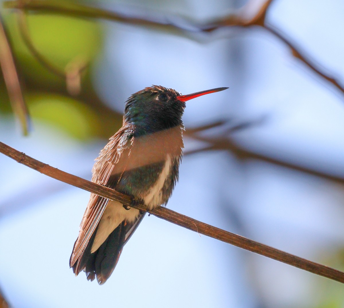 kolibřík safírový - ML619523441