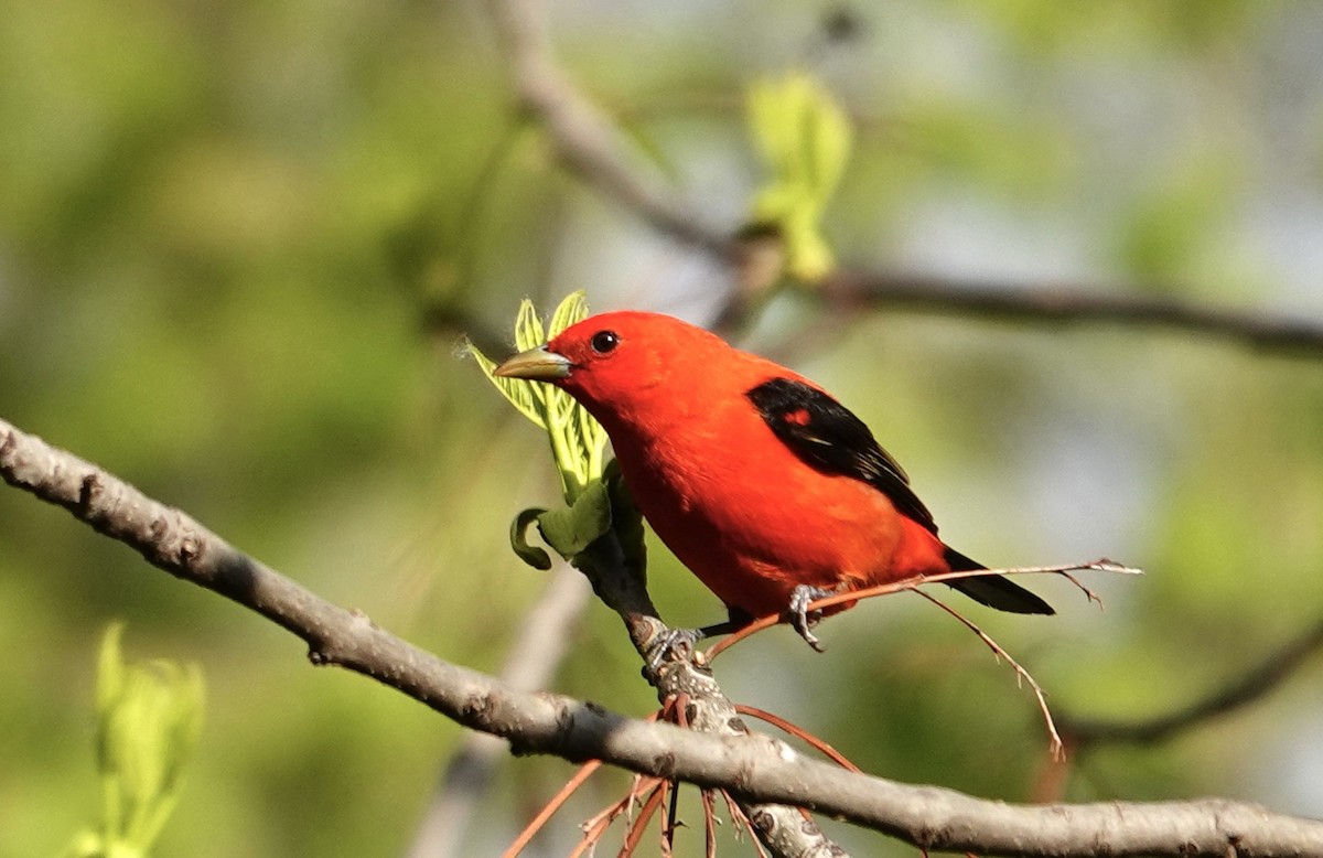 Scarlet Tanager - ML619523449
