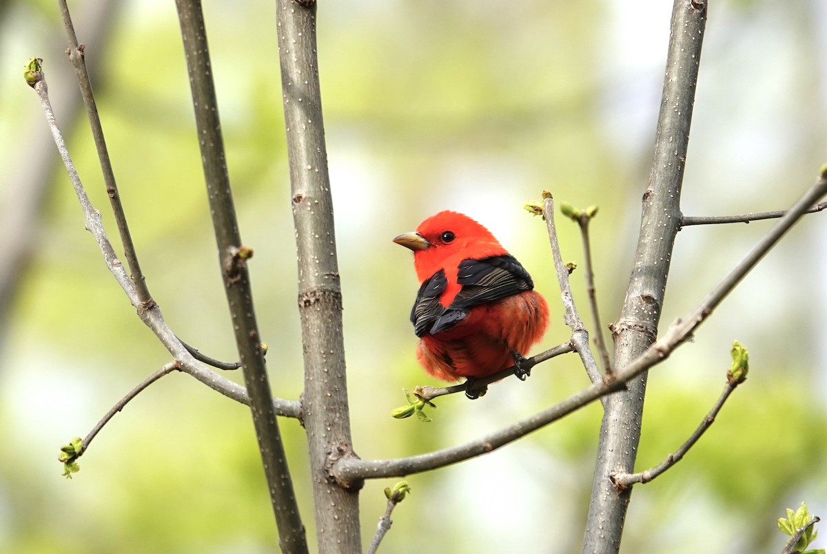 Scarlet Tanager - ML619523451