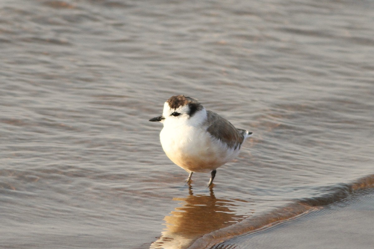 White-fronted Plover - ML619523467