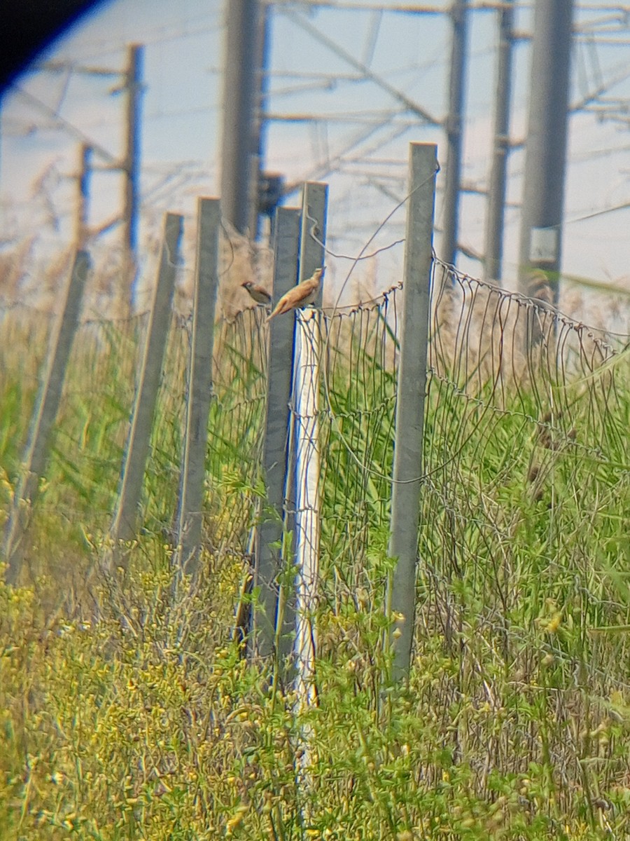 Great Reed Warbler - ML619523482