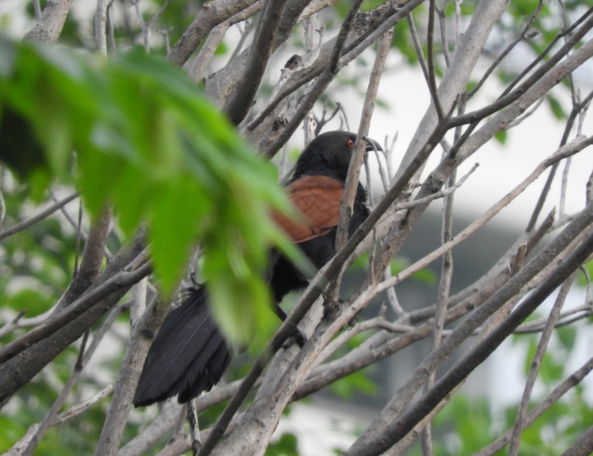 Greater Coucal - ML619523486