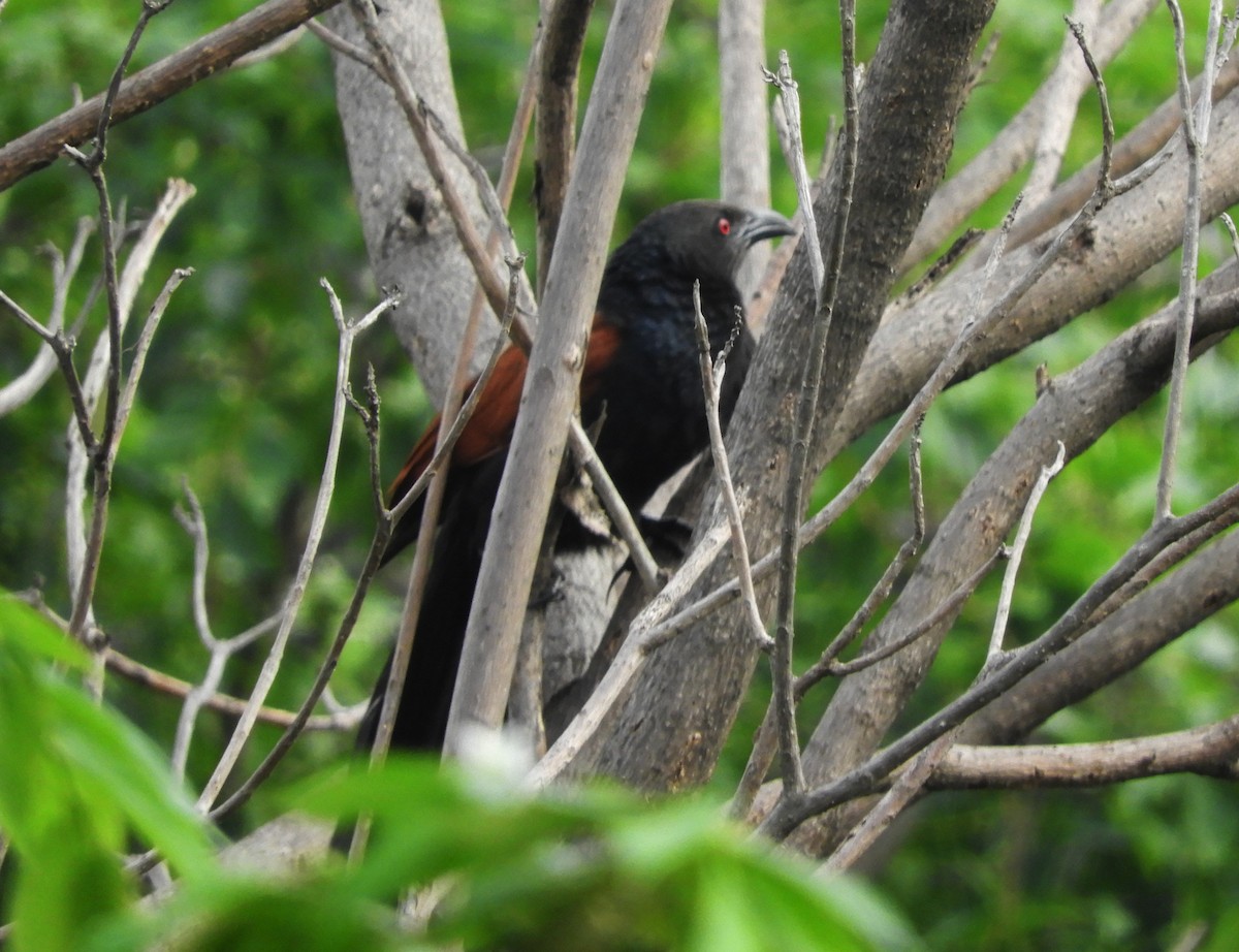 Greater Coucal - ML619523487