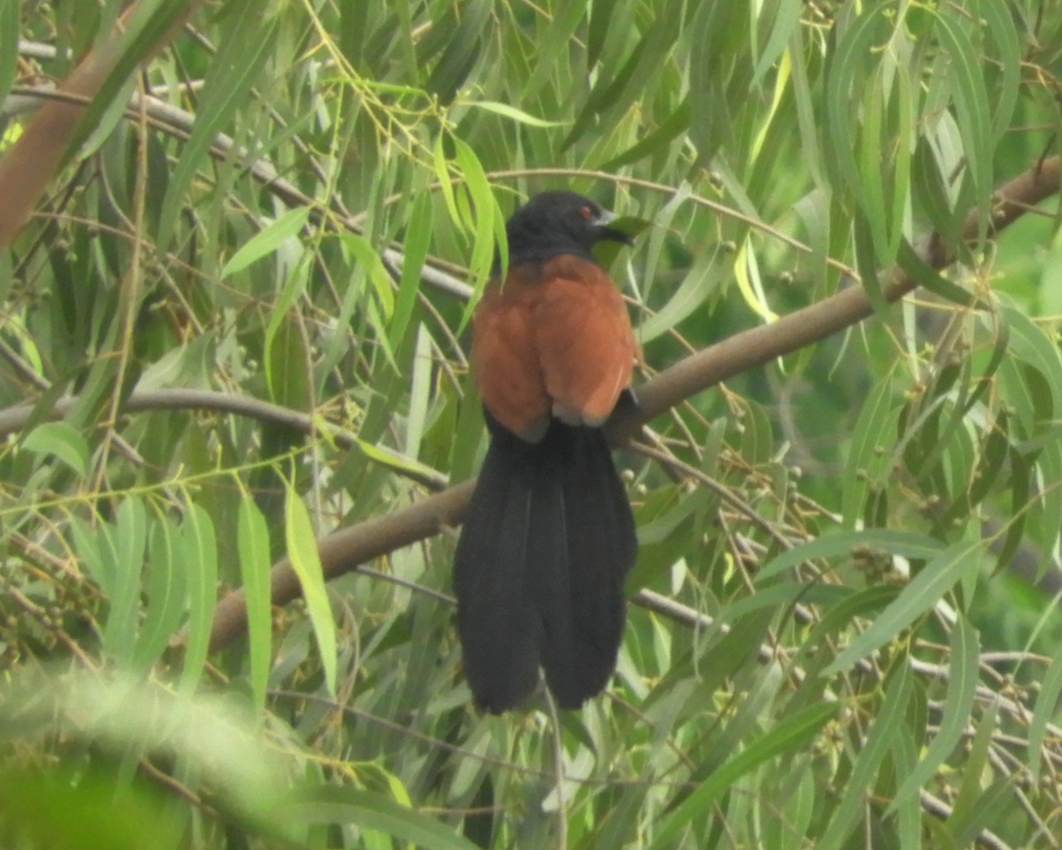 Greater Coucal - ML619523495