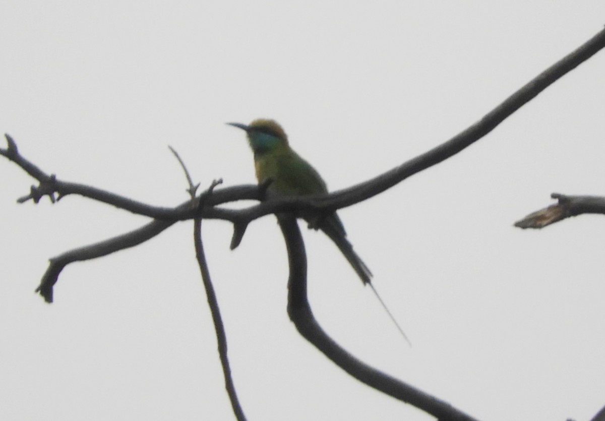 Asian Green Bee-eater - ML619523513