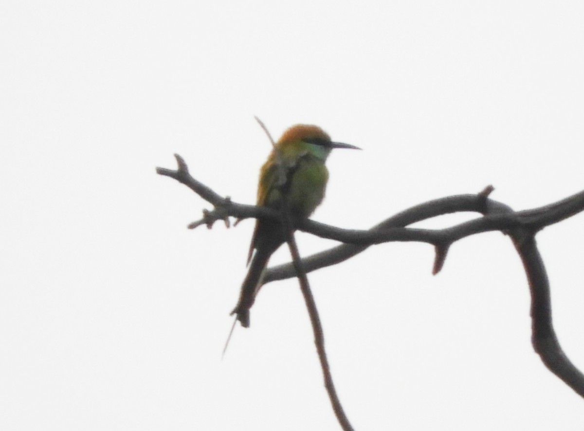 Asian Green Bee-eater - ML619523514
