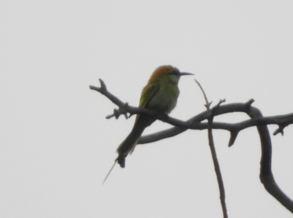 Asian Green Bee-eater - ML619523515